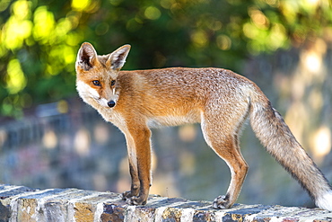 An urban fox cub on a garden wall in London, England, United Kingdom, Europe