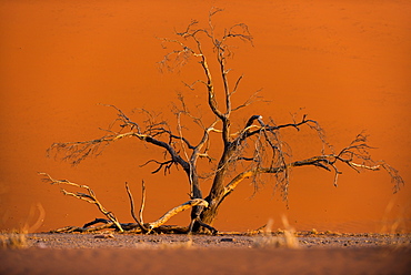 Acacia tree in front of Dune 45 in the Namib Desert at sunset, Sossusvlei, Namib-Naukluft Park, Namibia, Africa