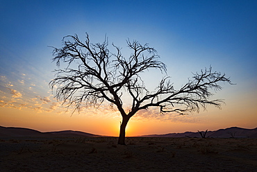 Acacia tree near Dune 45 in the Namib Desert at sunset, Sossusvlei, Namin-Naukluft Park, Namibia, Africa