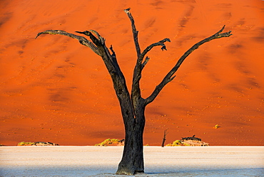 Dead acacia tree silhouetted against sand dunes at Deadvlei, Namib-Naukluft Park, Namibia, Africa