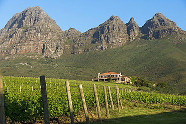 Vineyards near Stellenbosch in the Western Cape, South Africa, Africa