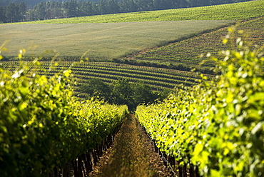 Vineyards near Stellenbosch in the Western Cape, South Africa, Africa