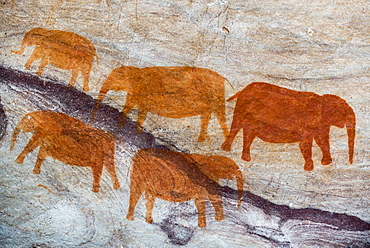 San rock art cave paintings on the wall of a rocky overhang in the Stadsaal Caves in the Cederberg, Western Cape, South Africa, Africa