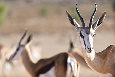 Springboks in the Kgalagadi Transfrontier Park, South Africa, Africa