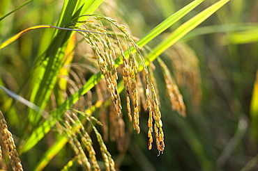 Fully matured rice ready to be harvested in Yunnan Province, China, Asia