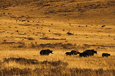 Yaks grazing on the vast open rangelands on the edge of the Tibetan Plateau in Sichuan Province, China, Asia