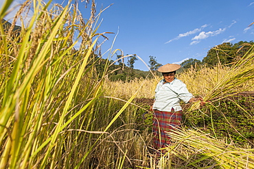 A woman harvests rice in east Bhutan near Mongar, Bhutan, Asia