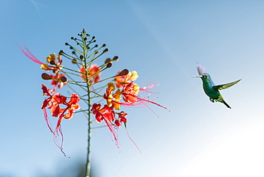 A hummingbird in Castara Bay on the Caribbean island of Tobago, Trinidad and Tobago, West Indies, Caribbean, Central America