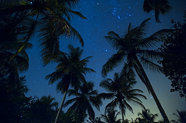 Swaying palm fronds and stars at Palomino on the Carribean coast of Colombia, South America