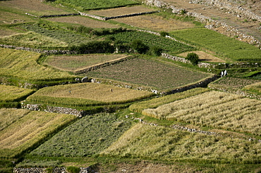 Wheat fields in the Panjshir Valley, Afghanistan, Asia