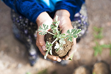 An Afghan farmer holds a seedling carefully in her hands in Bamiyan Province, Afghanistan, Asia