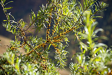 Sea buckthorn berries, rich in Vitamin C, growing in the Langtang valley, Nepal, Asia