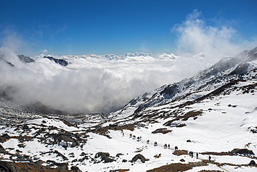 Pack ponies carrying trekking equipment cross the Laurebina La from Langtang and descend into cloud towards Helambu, Nepal, Himalayas, Asia