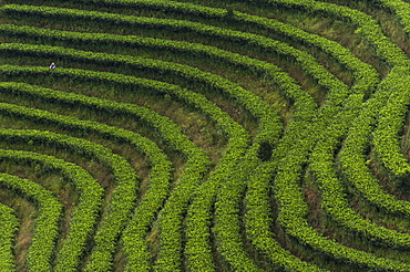 Famous all over China, Puer tea is classed as the best quality, Yunnan Province, China, Asia