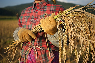 A woman harvests rice by hand with a sickle, Yunnan Province, China, Asia