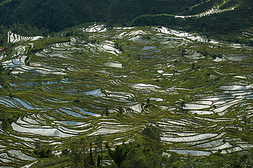 Fashioned over hundreds of years by the Hani, these terraces in Yunnan cover an area of roughly 12500 hectares, Yuanyang, Yunnan Province, China, Asia