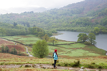 A woman looks out over Rydal Water near Grasmere, Lake District National Park, Cumbria, England, United Kingdom, Europe