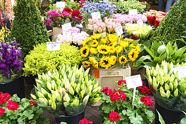 Flowers for sale in the Bloemenmarkt (flower market), Amsterdam, North Holland, The Netherlands, Europe