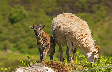 A Soay Hebridean Ewe and lamb at Cleadale crofting community, Isle of Eigg, Small Isles, Inner Hebrides, Scotland, United Kingdom, Europe