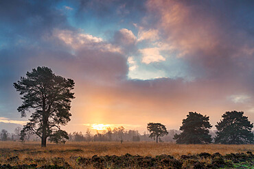 Strensall Common Lowland Heath Nature Reserve near York, North Yorkshire, Yorkshire, England, United Kingdom, Europe