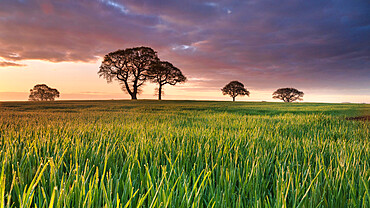 Daybreak over oak trees in a corn field near York, England, United Kingdom, Europe