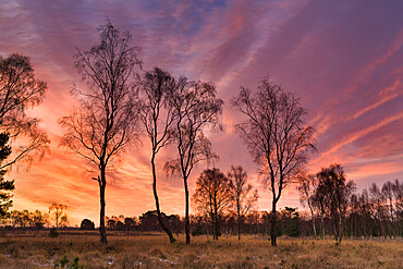 Strensall Common Nature Reserve in mid-winter, North Yorkshire, England, United Kingdom, Europe