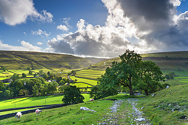 Sheep grazing and distant dry stone walls around Arncliffe Village in Littondale, The Yorkshire Dales National Park, Yorkshire, England, United Kingdom, Europe