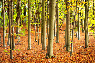 Beech wood at North Yorkshire village, Nawton in Ryedale, Yorkshire, England, United Kingdom, Europe