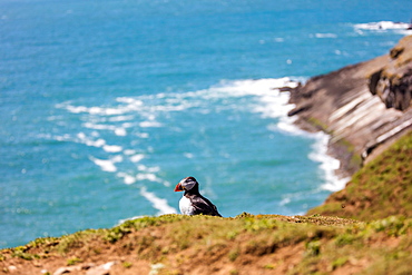 Puffin on Skomer Island, Pembrokeshire, Wales, United Kingdom, Europe