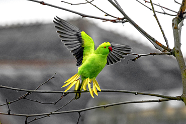 A wild rose-ringed parakeet (Psittacula krameri) takes flight in London, England, United Kingdom, Europe