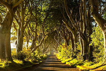 A road runs through the Dark Hedges tree tunnel at sunrise in Northern Ireland, United Kingdom, Europe