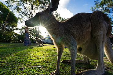 A kangaroo is framed by the setting sun, Australia, Pacific