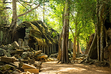 The jungle hides the ancient ruins of Ta Prohm in the Angkor National Park, Angkor, UNESCO World Heritage Site, Siem Reap, Cambodia, Indochina, Southeast, Asia, Asia