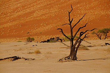 Dead Vlei, Sossusvlei, Namib Desert, Namibia, Africa