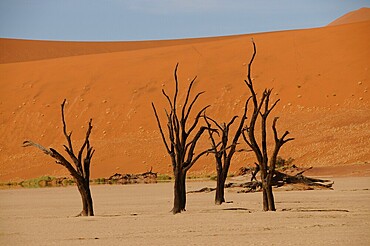 Dead Vlei, Sossusvlei, Namib Desert, Namibia, Africa