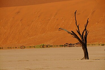 Dead Vlei, Sossusvlei, Namib Desert, Namibia, Africa