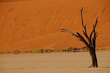 Dead Vlei, Sossusvlei, Namib Desert, Namibia, Africa