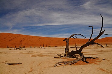 Dead Vlei, Sossusvlei, Namib Desert, Namibia, Africa