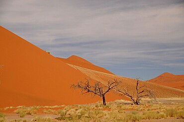 Dead Vlei, Sossusvlei, Namib Desert, Namibia, Africa