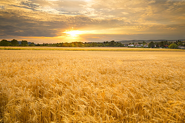 Sunset over a barley field, Austria, Europe