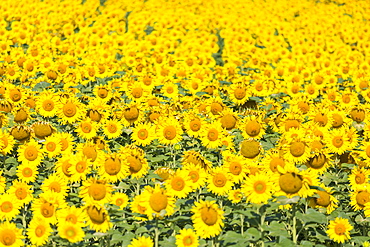 Sunflower field in Burgenland, Austria, Europe