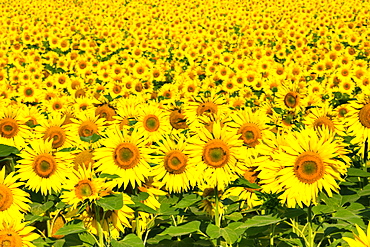 Sunflowers, Austria, Europe