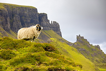 Ram Sheep (Ovis aries), The Quiraing, Isle of Skye, Inner Hebrides, Highlands and Islands, Scotland, United Kingdom, Europe