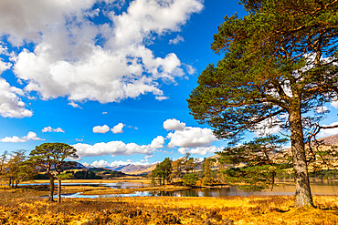 Scots Pine trees on the shores of Loch Tulla, Argyll and Bute, Scottish Highlands, Scotland, United Kingdom, Europe