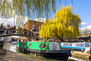 Camden Lock Area, canal boat, Golden weeping Willow tree, Regent's Canal, London, England, United Kingdom, Europe