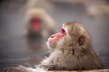 Japanese macaque in hot spring, Jigokudani, Nagano, Japan, Asia