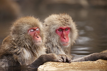 Japanese macaques in hot spring, Jigokudani, Nagano, Japan, Asia