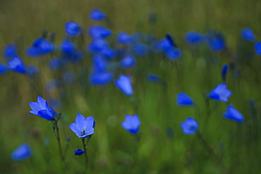 Harebell, County Donegal, Ulster, Republic of Ireland, Europe