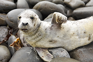 Grey Seal, County Clare, Munster, Republic of Ireland, Europe