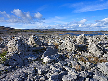 Rock Forest, The Burren,, County Clare, Munster, Republic of Ireland, Europe